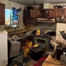 Cat-Urine-Odor-Removed-in-North-Charleston 0